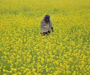 Crop-Production-in-Punjab.png